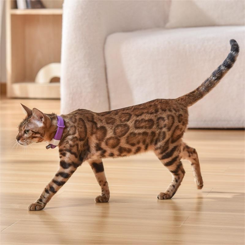 Cat Laser Collar Toy — Hands-Free Interactive Light Chase Toy