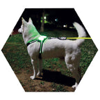 Silicone LED Dog Collar — USB Rechargeable Glow Collar for All Breeds