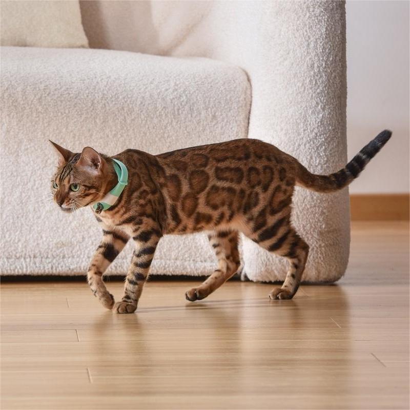 Cat Laser Collar Toy — Hands-Free Interactive Light Chase Toy