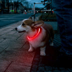 LED Dog Safety Collar — USB Rechargeable Glow-in-the-Dark Necklace