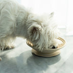 Silicone Dog Slow Feeder Bowl & Lick Mat — 2-in-1 Interactive Mealtime Toy